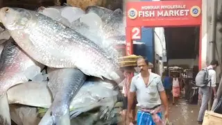 ভারতে ২৪শ’ টন ইলিশ রপ্তানিতে ৪৯ প্রতিষ্ঠানকে অনুমতি